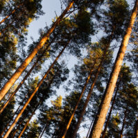 Testikuva mäntymetsä