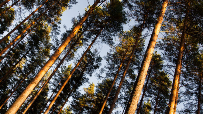 Testikuva mäntymetsä