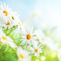 Kuvituskuva kukista.