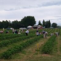 Niitty-Seppälän tila mansikanpoiminta
