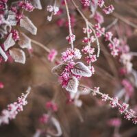 Rasberries by Pixabay