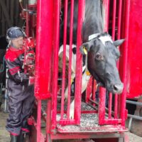 Sorkanhoitaja Olli Mäkikauppila