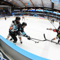 Pelicans-HPK