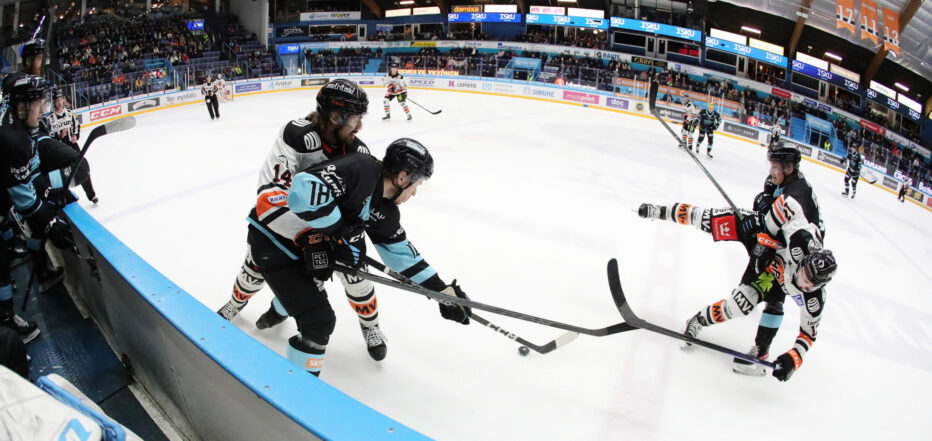 Pelicans-HPK