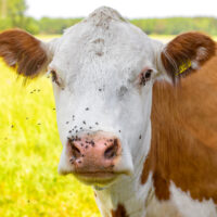 Maidontuottajat tiukassa paikassa