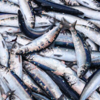 Kalastaja kommentoi EU:n ehdottamaa kalastuskieltoa