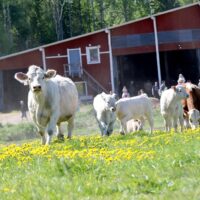 Lihantuottaja purkaa ärtymystään Facebookissa