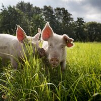 Sikatilallinen yllättyi S-ryhmän päätöksestä