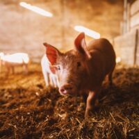 Sikatilallinen pelkää salmonellariskiä