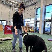 Koira-alan ammattilainen Jasmin Tolvanen kertoo, mikä voi yllättää koiran hankinnassa