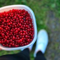 Näin marja-ala kommentoi ulkomaalaisten poimijoiden tilannetta