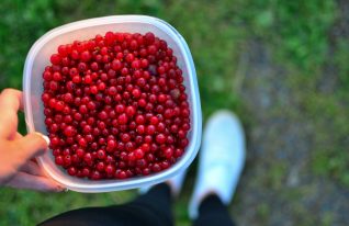 Näin marja-ala kommentoi ulkomaalaisten poimijoiden tilannetta