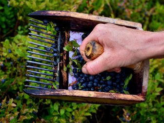 Näin viranomaiset aikovat valvoa luonnonmarja-alaa