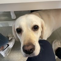 Valo - Creative Peakin toimistokoira aamukahveilla