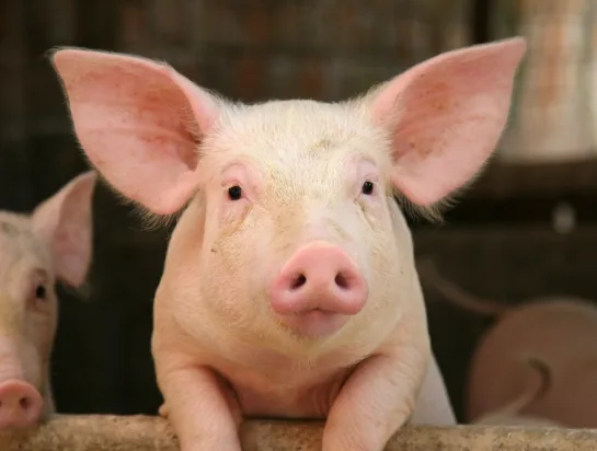 Yrittäjä menetti kaikki kanansa, päätti keskittyä joulukinkkuihin