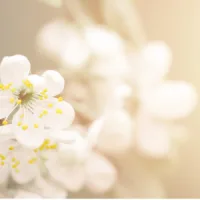 saty kevätkokous 2026