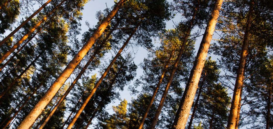 Testikuva mäntymetsä