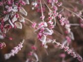 Rasberries by Pixabay