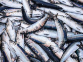 Kalastaja kommentoi EU:n ehdottamaa kalastuskieltoa