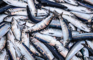 Kalastaja kommentoi EU:n ehdottamaa kalastuskieltoa