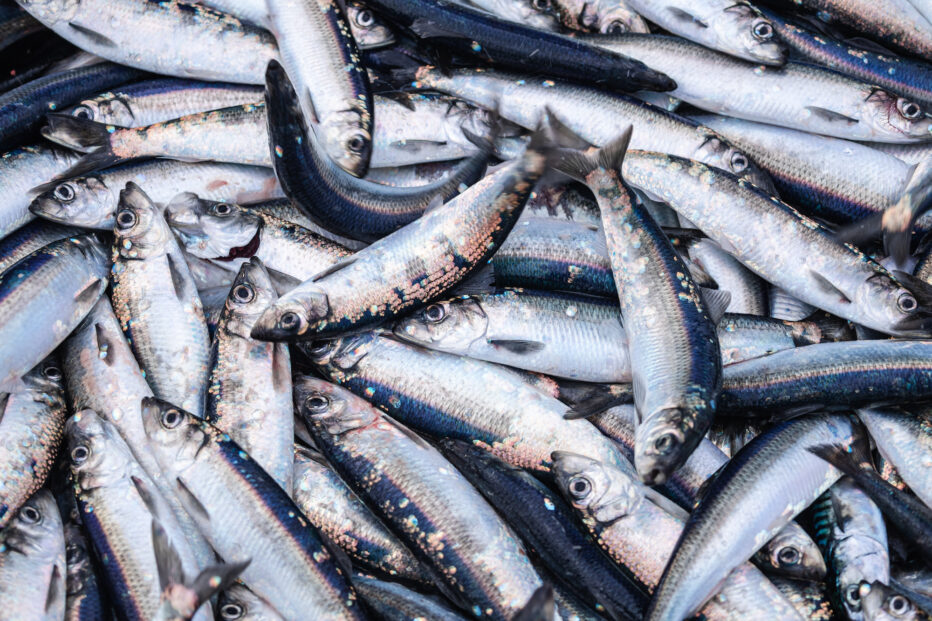 Kalastaja kommentoi EU:n ehdottamaa kalastuskieltoa