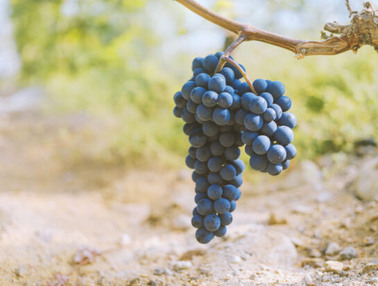 Nauvolainen viinitila pyrkii kansainvälisille viinimarkkinoille